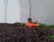 Commercial Hedge Trimming